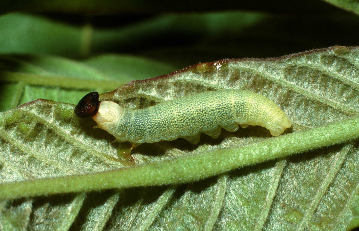 Figura 5. Larva de <i>Anastrus sempitermus</i></i> (Hesperiidae), último estadio, posición lateral. Voucher: 03-SRNP-13035.1-DHJ78364.jpg.
