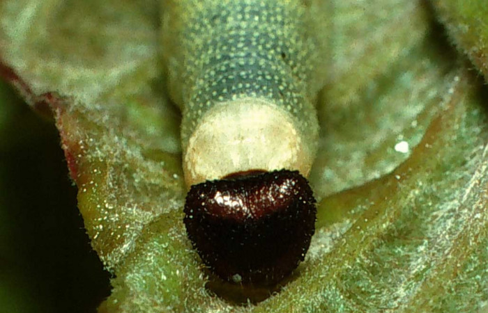 Figura 6. Larva de <i>Anastrus sempitermus</i></i> (Hesperiidae) último estadio, posición frontal. Voucher: 03-SRNP-13035.1-DHJ78367.jpg.