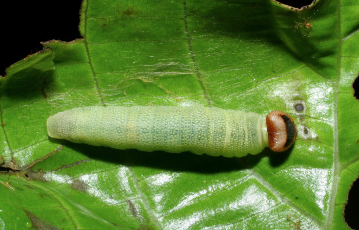 Figura 8. Larva de <i>Anastrus sempitermus</i></i> (Hesperiidae) último estadio, posición dorsal. Voucher: 08-SRNP-2591-DHJ437282.jpg.