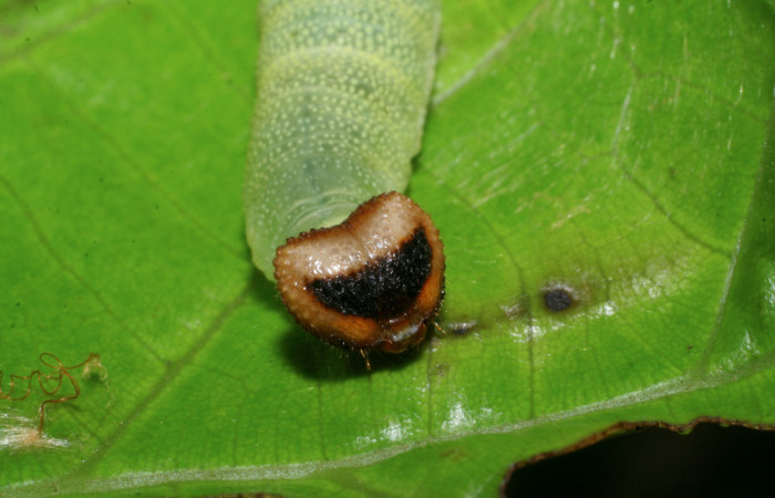 Figura 7. Larva de <i>Anastrus sempitermus</i></i> (Hesperiidae) último estadio, posición frontal. Voucher: 08-SRNP-2591-DHJ437283.jpg.