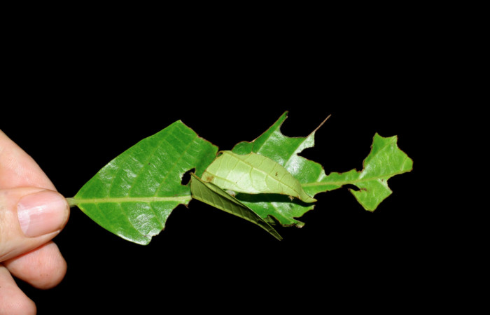 Figura 9. Casa en <i>Sloanea faginea</i></i> (Elaeocarpaceae) de <i>Anastrus sempitermus</i></i> (Hesperiidae). Voucher: 08-SRNP-2645-DHJ437376.jpg.