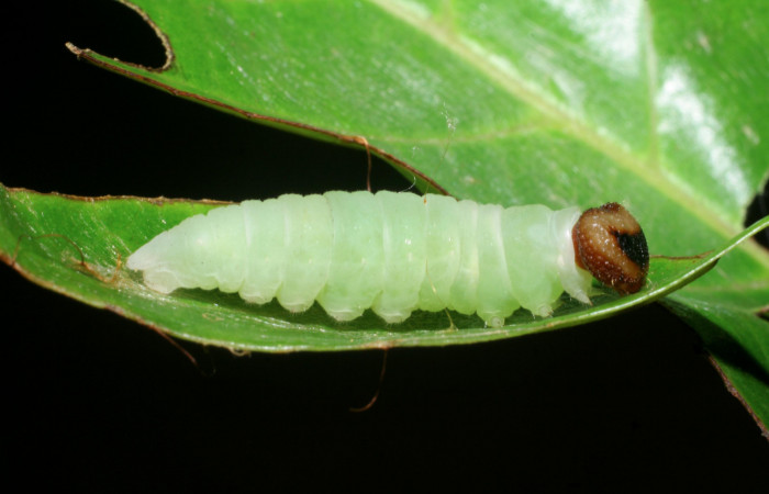 Figura 11. Prepupa de <i>Anastrus sempitermus</i></i> (Hesperiidae), posición lateral. Voucher: 08-SRNP-2645-DHJ437382.jpg.