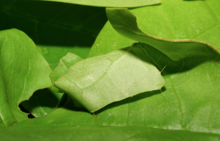 Figura 4. Casa en <i>Vochysia guatemalensis</i></i> (Vochysiaceae) de <i>Anastrus sempitermus</i></i> (Hesperiidae). Voucher: 08-SRNP-66006-DHJ447006.jpg.