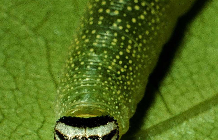 Figura 1. Larva de <i>Anastrus nearis</i></i> (Hesperiidae), último estadio, posición frontal. Voucher: 98-SRNP-3435-DHJ44938.jpg.