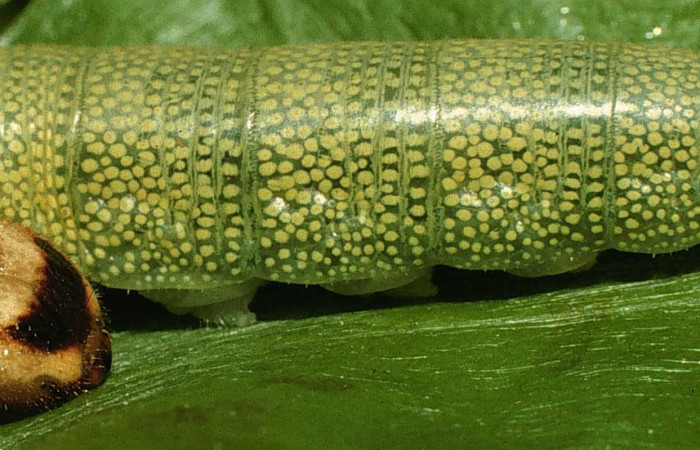 Figura 3. Larva de <i>Anastrus sempitermus</i></i> (Hesperiidae), último estadio, posición lateral. Voucher: 98-SRNP-4396-DHJ45187.jpg.