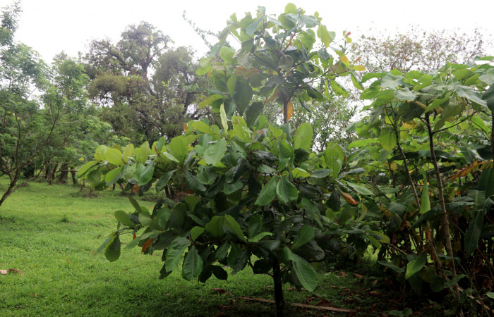 Figura 16. <i>Terminalia catappa</i></i> (introducido) nombre común Almendro. Foto: Carolina Cano. Estación Biológica San Gerardo, 9 abril 2020.