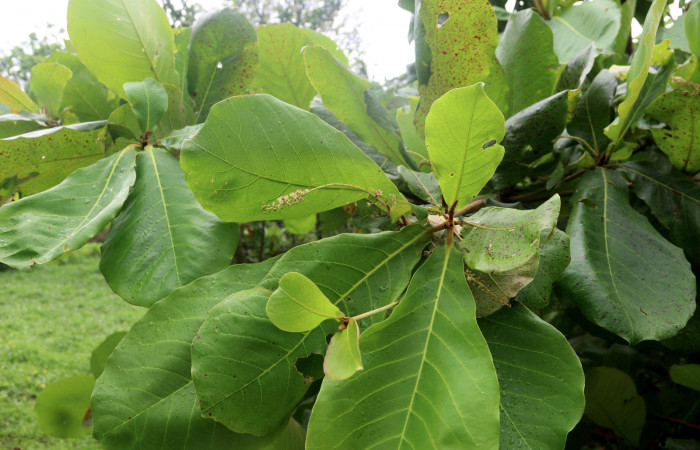 Figura 17. Flores de <i>Terminalia catappa</i></i> (introducido) nombre común Almendro. Foto: Carolina Cano. Estación Biológica San Gerardo, 9 abril 2020.