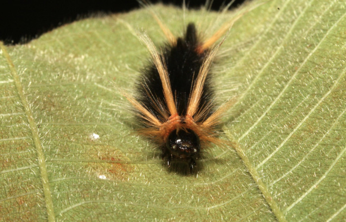 Figura 1. Larva <i>Halysidota pectenella</i></i> (Erebidae), cuarto estadío posición frontal, mide 30 mm aproximadamente. Planta hospedera <i>Castilla elastica</i></i> (Moraceae). Voucher:13-SRNP-43147-DHJ708175.jpg.