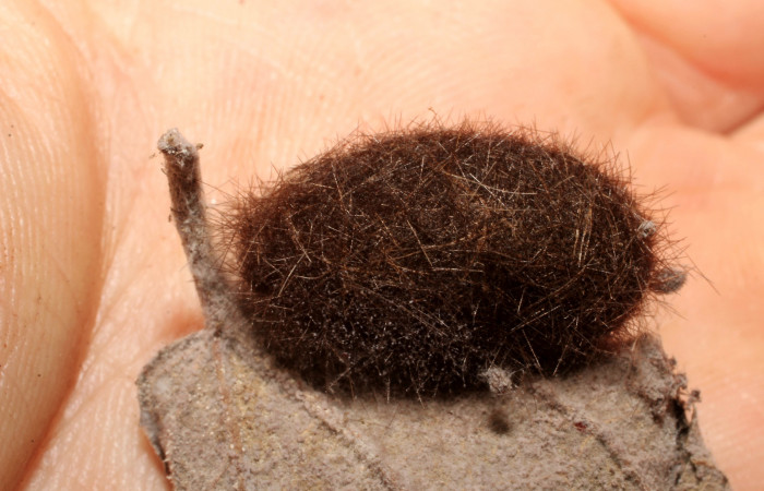 Figura 10. Estado de pupa <i>Halysidota pectenella</i></i> (Erebidae), posición normal, mide 20 mm aproximadamente.Voucher: 09-SRNP-22896-DHJ495901.jpg.