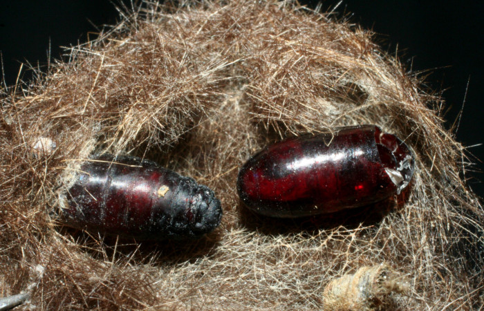 Figura 11. Puparias de <i>Carcelia flavirostris</i></i>DHJ10 (Tachinidae), eclosionados del 08-SRNP-32186-DHJ462410.jpg.