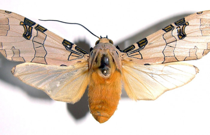 Figura 13. Adulto <i>Halysidota pectenella</i></i> (Erebidae), mide 51 mm, posición dorsal 03-SRNP-6574-DHJ93816.