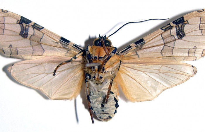 Figura 14. Adulto <i>Halysidota pectenella</i></i> (Erebidae), mide 51 mm, posición ventral 03-SRNP-6574-DHJ93817.