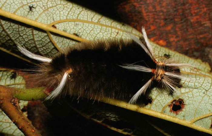 Figura 2. Larva <i>Halysidota underwoodi</i></i> (Erebidae), último estadío posición lateral, mide 40 mm aproximadamente. Planta hospedera <i>Trema micrantha</i></i> (Cannabaceae). Voucher: 00-SRNP-10950-DHJ53951.jpg.