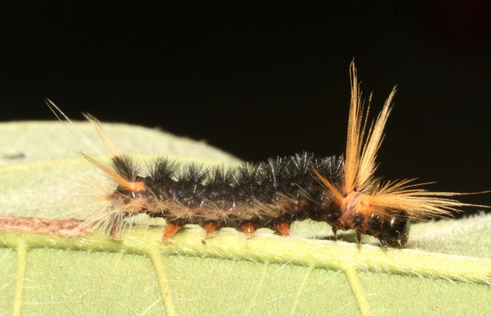 Figura 4. Larva <i>Halysidota pectenella</i></i> (Erebidae), cuarto estadío posición lateral, mide 30 mm aproximadamente. Planta hospedera <i>Castilla elastica</i></i> (Moraceae). Voucher:13-SRNP-43147-DHJ708174.jpg.