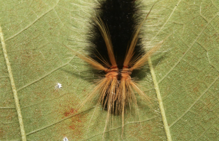 Figura 5. Larva <i>Halysidota pectenella</i></i> (Erebidae), cuarto estadío posición frontal, mide 30 mm aproximadamente. Planta hospedera <i>Castilla elastica</i></i> (Moraceae). Voucher:13-SRNP-43147-DHJ708177.jpg.