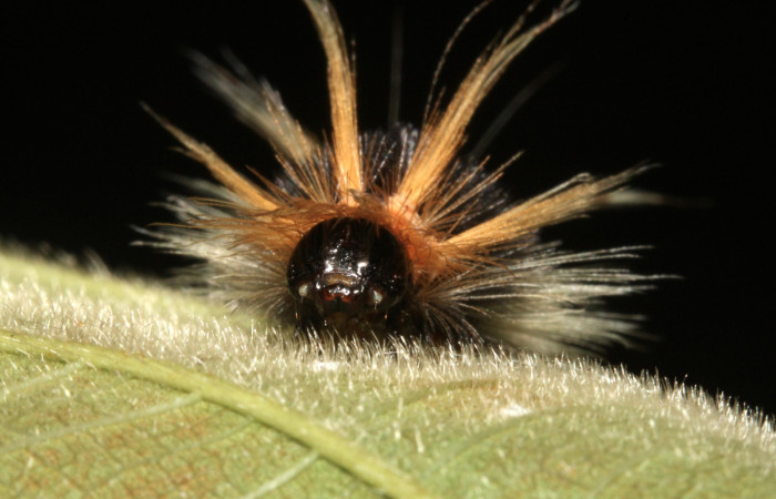Figura 6. Larva <i>Halysidota pectenella</i></i> (Erebidae), cuarto estadío posición frontal, mide 30 mm aproximadamente. Planta hospedera <i>Castilla elastica</i></i> (Moraceae). Voucher: 13-SRNP-43147-DHJ708183.jpg.