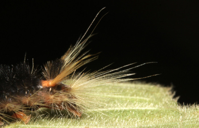 Figura 7. Larva <i>Halysidota pectenella</i></i> (Erebidae), cuarto estadío posición la cola , mide 30 mm aproximadamente. Planta hospedera <i>Castilla elastica</i></i> (Moraceae). Voucher: 13-SRNP-43147-DHJ708184.jpg.