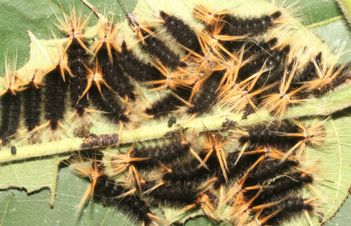 Figura 8. Larva <i>Halysidota pectenella</i></i> (Erebidae), grupo en cuarto estadío posición dorsal, mide 30 mm aproximadamente. Planta hospedera <i>Castilla elastica</i></i> (Moraceae). Voucher: 13-SRNP-43147-DHJ708173.jpg.