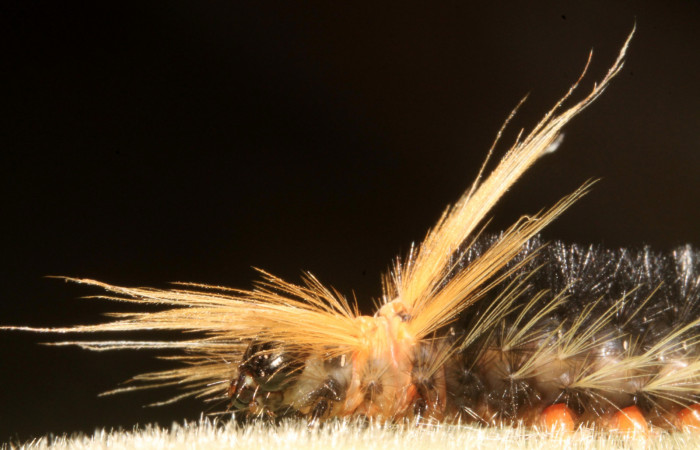 Figura 9. Larva <i>Halysidota pectenella</i></i> (Erebidae), cuarto estadío posición leteral frontal, mide 30 mm aproximadamente. Planta hospedera <i>Castilla elastica</i></i> (Moraceae). Voucher:13-SRNP-43147-DHJ708185.jpg.