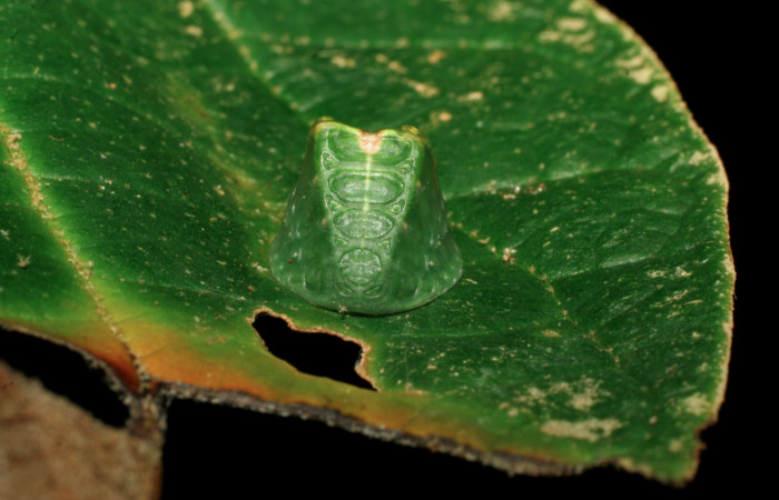 Figura 1. Larva <i>Semyra finita</i></i> (Limacodidae), cuarto estadío posición frontal, mide 12 mm aproximadamente. Planta hospedera <i>Croton billbergianus</i></i> (Euphorbiaceae). Voucher: 07-SRNP-31538-DHJ426811.jpg.