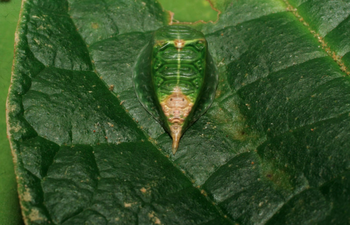 Figura 2. Larva <i>Semyra finita</i></i> (Limacodidae), cuarto estadío posición atras la cola, mide 12 mm aproximadamente. Planta hospedera <i>Croton billbergianus</i></i> (Euphorbiaceae). Voucher: 07-SRNP-31538-DHJ426812.jpg.
