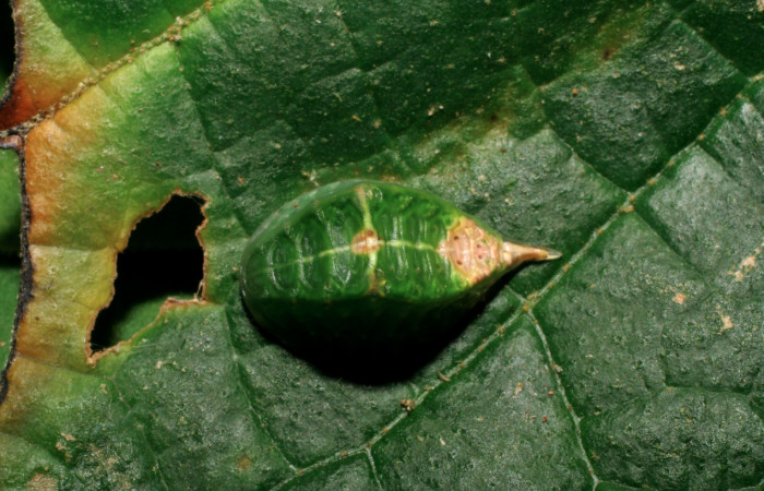Figura 3. Larva <i>Semyra finita</i></i> (Limacodidae), cuarto estadío posición dorsal, mide 12 mm aproximadamente. Planta hospedera <i>Croton billbergianus</i></i> (Euphorbiaceae). Voucher:07-SRNP-31538-DHJ426813.jpg.