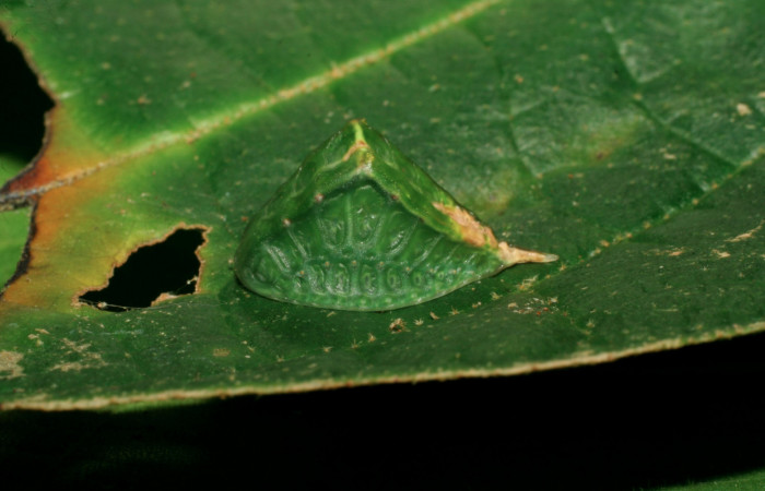 Figura 4. Larva <i>Semyra finita</i></i> (Limacodidae), cuarto estadío posición lateral, mide 12 mm aproximadamente. Planta hospedera <i>Croton billbergianus</i></i> (Euphorbiaceae). Voucher:07-SRNP-31538-DHJ426814.jpg.