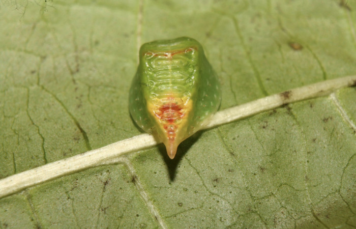 Figura 5. Larva <i>Semyra finita</i></i> (Limacodidae), cuarto estadío posición atras la cola, mide 10 mm aproximadamente. Planta hospedera <i>Ricinus communis (introduced)</i></i> (Euphorbiaceae). Voucher:13-SRNP-71608-DHJ703266.jpg.
