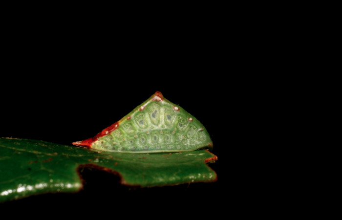 Figura 7. Larva <i>Semyra finita</i></i>DHJ01 (Limacodidae), último estadío posición frontal, mide 12 mm aproximadamente. Planta hospedera <i>Ricinus communis (introduced)</i></i> (Euphorbiaceae). Voucher:
07-SRNP-42371-DHJ428035.jpg.