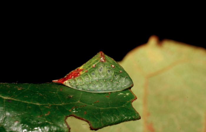 Figura 8. Larva <i>Semyra finita</i></i> DHJ01(Limacodidae), último estadío posición frontal, mide 12 mm aproximadamente. Planta hospedera <i>Ricinus communis (introduced)</i></i> (Euphorbiaceae). Voucher:
07-SRNP-42371-DHJ428036.jpg.
