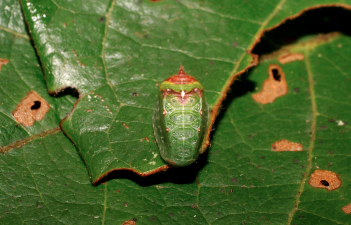 Figura 9. Larva <i>Semyra finita</i></i>DHJ01 (Limacodidae), último estadío posición frontal, mide 12 mm aproximadamente. Planta hospedera <i>Ricinus communis (introduced)</i></i> (Euphorbiaceae). Voucher: 07-SRNP-42371-DHJ428037.jpg.