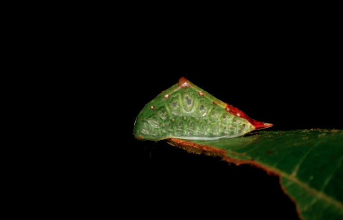 Figura 11. Larva <i>Semyra finita</i></i>DHJ01 (Limacodidae), último estadío posición frontal, mide 12 mm aproximadamente. Planta hospedera <i>Ricinus communis</i></i> (introduced) (Euphorbiaceae). Voucher:
07-SRNP-42371-DHJ428043.jpg.