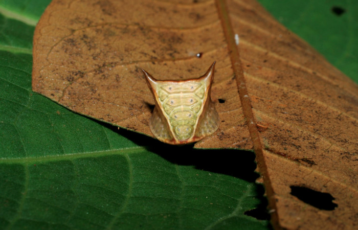 Figura 13. Larva <i>Semyra finita</i></i> DHJ03(Limacodidae), último estadío posición frontal, mide 11 mm aproximadamente. Planta hospedera <i>Vismia baccifera</i></i> (Hypericaceae). Voucher: 06-SRNP-65204-DHJ425588.jpg.