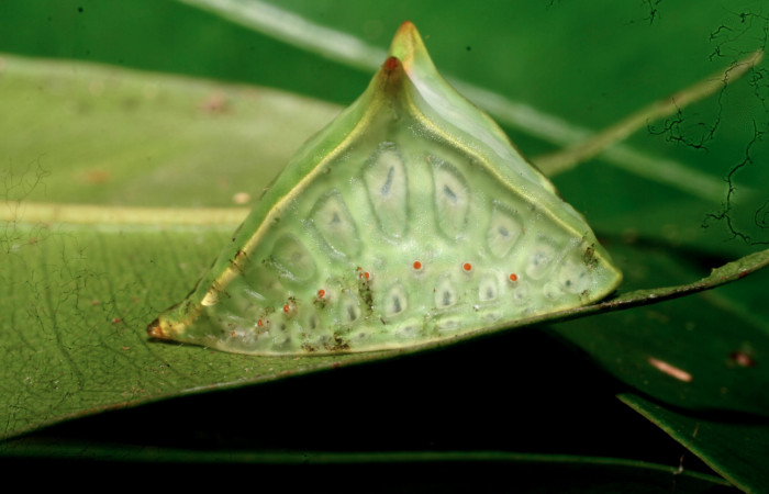 Figura 15. Larva <i>Semyra finita</i></i>DHJ03 (Limacodidae), último estadío posición frontal, mide 19 mm aproximadamente. Planta hospedera <i>Andira inermis</i></i> (Fabaceae). Voucher:
11-SRNP-57380-DHJ491928.jpg.