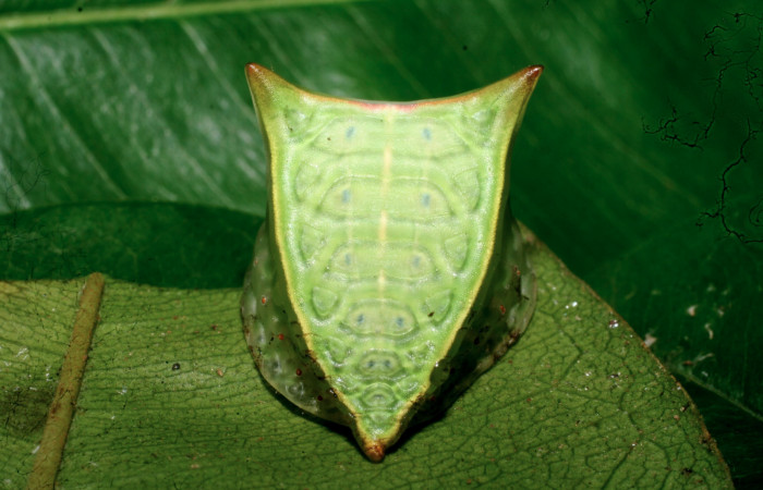 Figura 16. Larva <i>Semyra finita</i></i> DHJ03(Limacodidae), último estadío posición frontal, mide 19 mm aproximadamente. Planta hospedera <i>Andira inermis</i></i> (Fabaceae). Voucher:
11-SRNP-57380-DHJ491929.jpg.