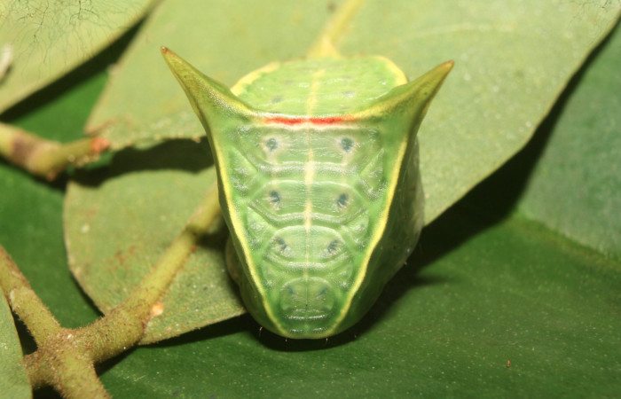 Figura 17. Larva <i>Semyra finita</i></i>DHJ03 (Limacodidae), último estadío posición frontal, mide 19 mm aproximadamente. Planta hospedera <i>Ricinus communis</i></i> (introduced)(Euphorbiaceae). Voucher: 13-SRNP-71806-DHJ703441.jpg.
