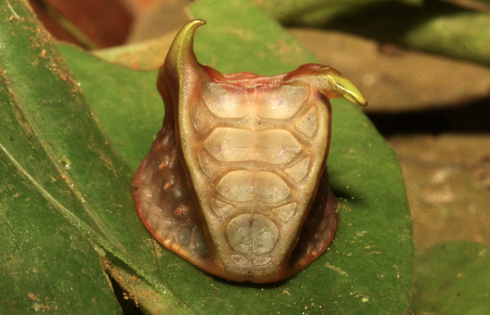 Figura 18. Larva <i>Semyra finita</i></i> (Limacodidae), prepupa posición frontal, mide 25 mm aproximadamente. Planta hospedera <i>Mikania hookeriana</i></i> (Asteraceae). Voucher:16-SRNP-30543-DHJ729655.jpg.