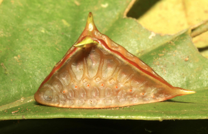 Figura 19. Larva<i>Semyra finita</i></i> (Limacodidae), prepupa posición lateral, mide 25 mm aproximadamente. Planta hospedera <i>Mikania hookeriana</i></i> (Asteraceae). Voucher:16-SRNP-30543-DHJ729656.jpg.
