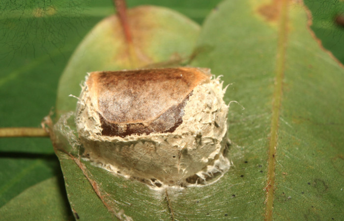 Figura 20. Pupa<i>Semyra finita</i></i> (Limacodidae), posición lateral, mide 13 mm aproximadamente. Voucher:13-SRNP-71806-DHJ703561.jpg