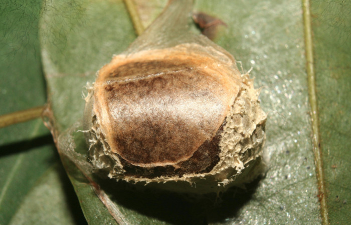 Figura 21. Pupa<i>Semyra finita</i></i> (Limacodidae), posición dorsal, mide 13 mm aproximadamente. Voucher:13-SRNP-71806-DHJ703562.jpg