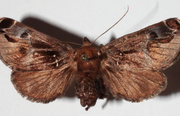 Figura 22. Adulto <i>Semyra finita</i></i> (Limacodidae) color café, posición dorsal, mide 39 mm aproximadamente. Voucher: 16-SRNP-30543-DHJ922386.