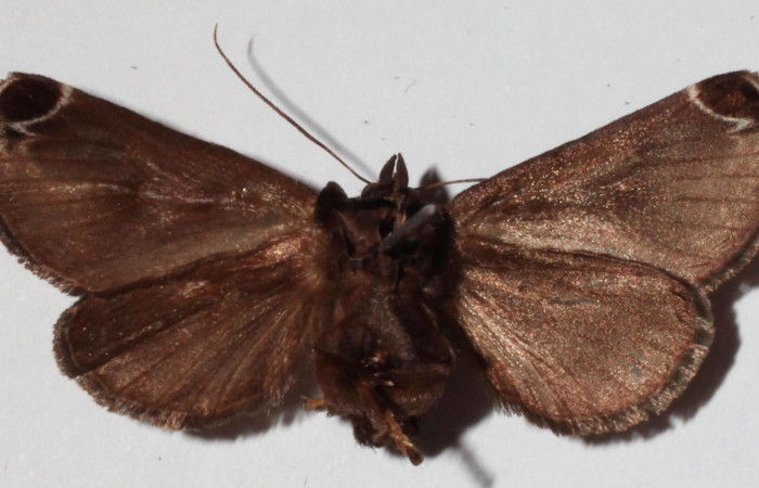 Figura 23. Adulto <i>Semyra finita</i></i> (Limacodidae) color café, posicion ventral, mide 39 mm aproximadamente. Voucher: Voucher: 16-SRNP-30543-DHJ922387.