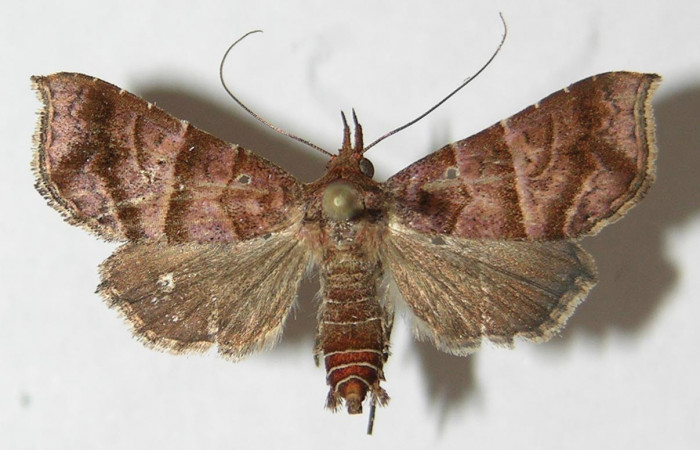 Figura 1. Adulto de <i>Cecharismena nealcesalis</i></i> (Erebidae). Vista dorsal, 25 mm. Voucher: 09-SRNP-76932-DHJ522558.jpg.