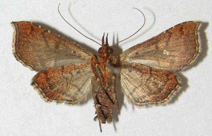 Figura 2. Adulto de <i>Cecharismena nealcesalis</i></i> (Erebidae). Vista ventral, 25 mm. Voucher: 09-SRNP-76932-DHJ522559.jpg.