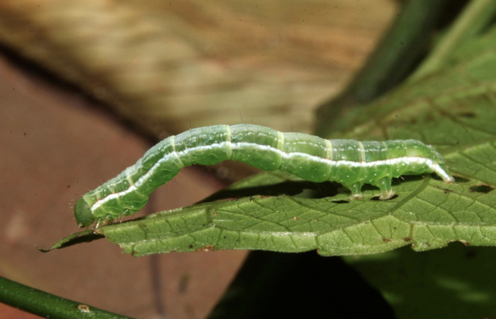 Figura 12. Larva de <i>Cecharismena nealcesalis</i></i> (Erebidae). Vista lateral, penúltimo estadío, 21 mm. Foto 14/Junio/2017. Voucher: 17-SRNP-31507-DHJ739189.jpg.