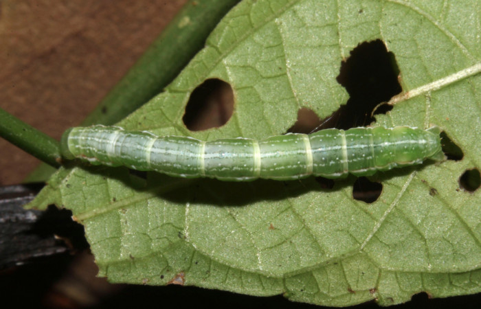 Figura 13. Larva de <i>Cecharismena nealcesalis</i></i> (Erebidae). Vista lateral, penúltimo estadío, 21 mm. Foto 14/Junio/2017. Voucher: 17-SRNP-31507-DHJ739190.jpg.