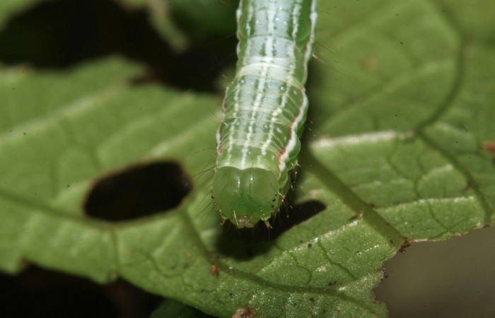 Figura 15. Larva de <i>Cecharismena nealcesalis</i></i> (Erebidae). Cabeza frente, penúltimo estadío, 21 mm. Foto 14/Junio/2017. Voucher: 17-SRNP-31507-DHJ739191.jpg.
