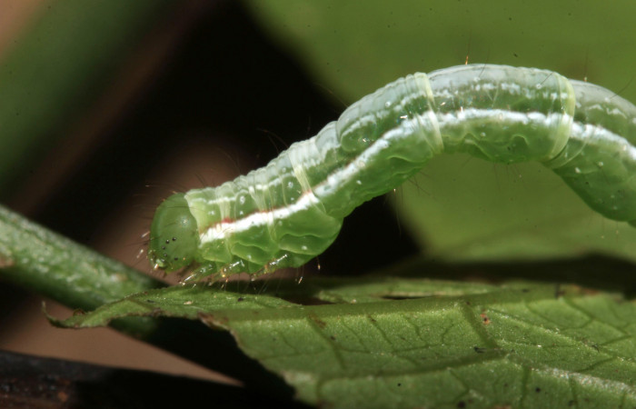 Figura 14. Larva de <i>Cecharismena nealcesalis</i></i> (Erebidae). Cabeza lateral, penúltimo estadío, 21 mm. Foto 14/Junio/2017. Voucher: 17-SRNP-31507-DHJ739192.jpg.