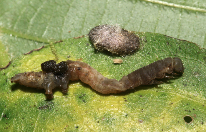 Figura 21. Larva de <i>Cecharismena nealcesalis</i></i> (Erebidae). Vista lateral mostrando el parásito, 5 mm. Voucher: 17-SRNP-31507-DHJ739193.jpg.