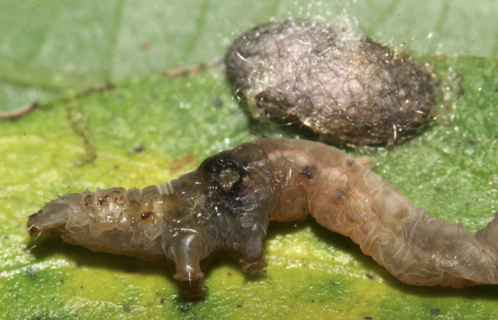 Figura 22. Larva de <i>Cecharismena nealcesalis</i></i> (Erebidae). Mostrando por donde salio el parásito, 5 mm. Voucher: 17-SRNP-31507-DHJ739194.jpg.